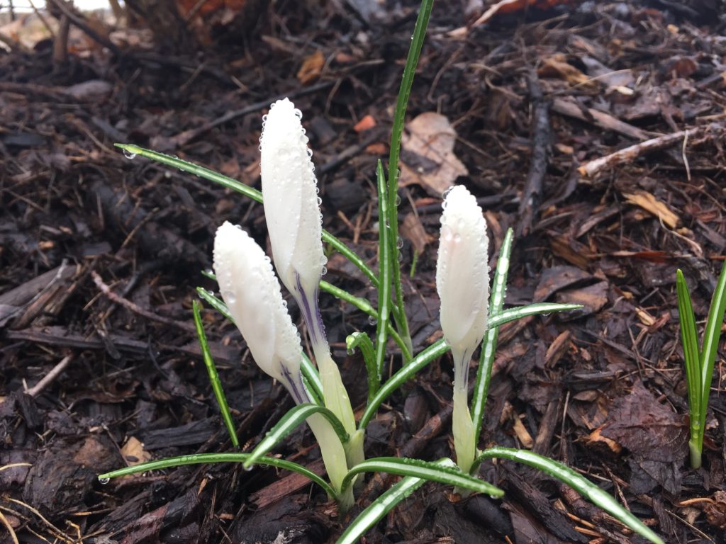 Dew-covered crocuses